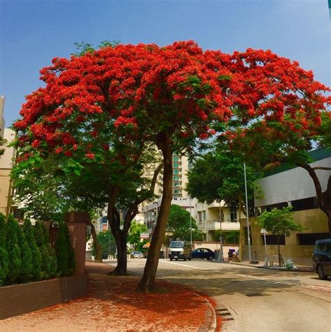 Buy Gulmohar (Delonix Regia) Seeds - 1kg online at low price