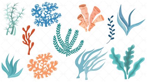 12 Seaweeds Vector Illustrations - Graphics | Motion Array