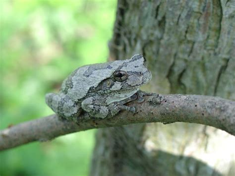 Image result for Common Gray Tree Frog