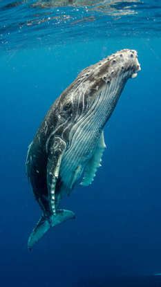 8 rarest and most unique marine animals of the world