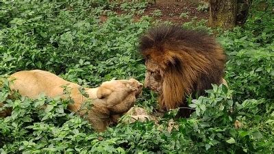 Bengaluru Zoo to gift lions to safari