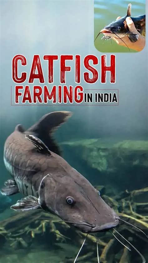 Image result for Catfish Farming Tips