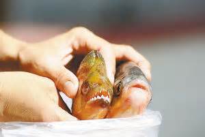 “咬人鱼”为南美食人鲳 它伤人但不吃人_新浪新闻