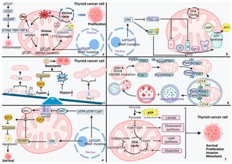 The Emerging Role of Mitochondrial Dysfunction in Thyroid Cancer ...