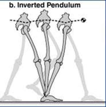 Image result for Contralateral Gait
