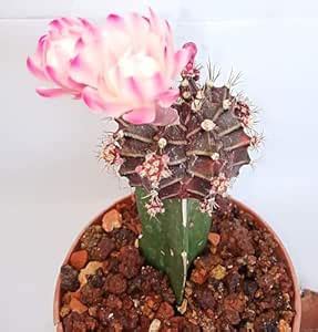 Mphmi Live Plants NEW FLOWERING MOON CACTUS LIVE PLANT WITH POT ...