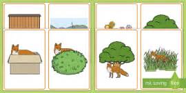 Where Is the Bear Picture Cards (teacher made) - Twinkl