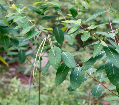 Apocynum cannabinum (Dogbane)
