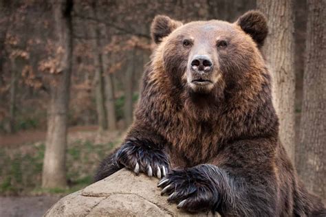 Wildlife In Russia