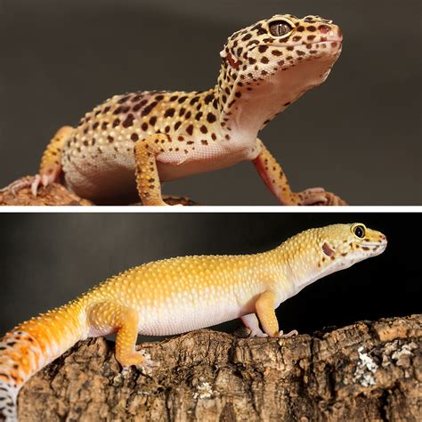 Livestock - Leopard Baby Assorted Gecko - Big Al's Pet Supercentre ...
