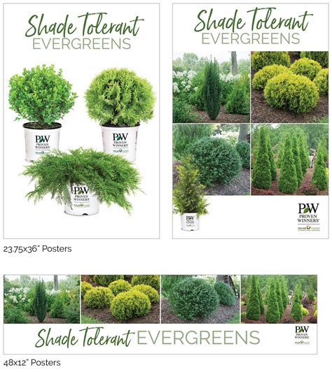 Evergreen Bushes For Shady Areas