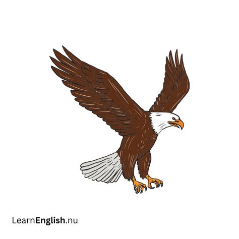 Bird Names in Spanish: 77 Birds in Spanish to English - learn spanish