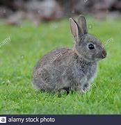 Image result for Cute Gray Bunny