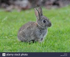 Image result for Grey Dwarf Bunny