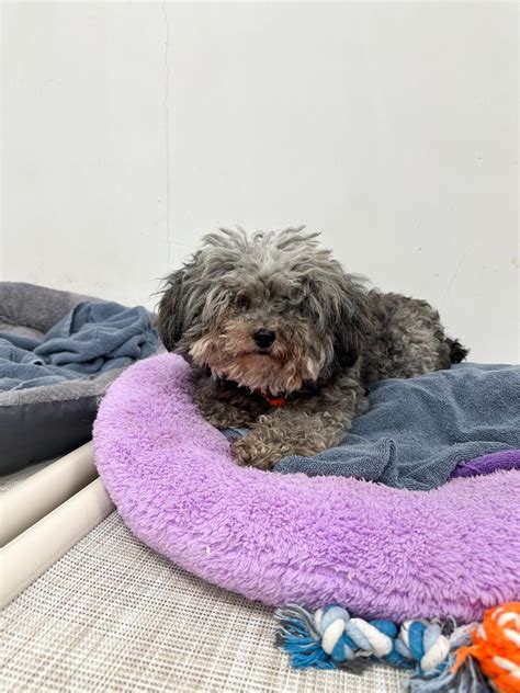 Sally's Daily HKDR Life: Mon 26th June: From foster to forever