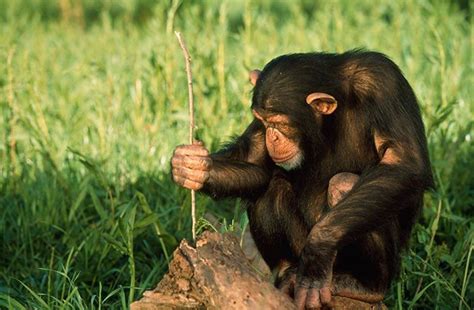 Image result for Chimps Using Sticks for Tools