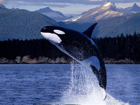 Cool Ocean Animal Wallpapers