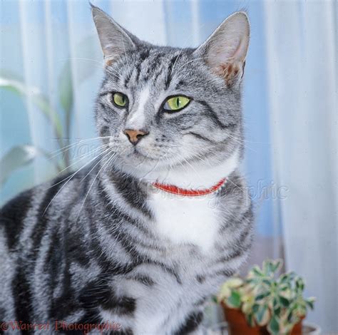 Silver tabby male cat, 3 years old photo WP35153