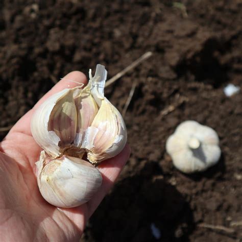 Image result for Planting Spring Garlic