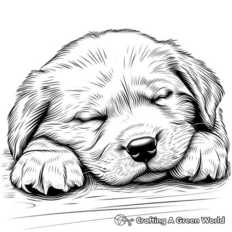 Puppy Golden Retriever Coloring Page