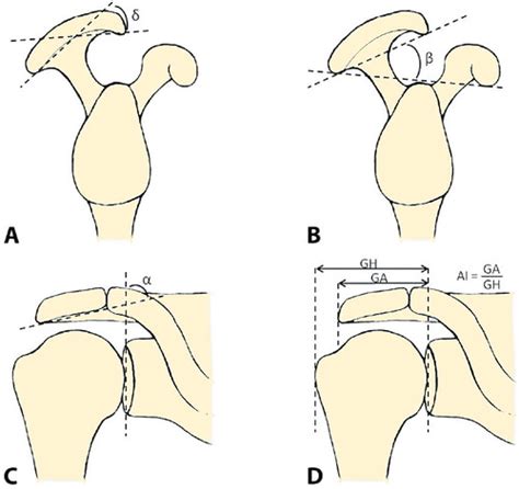 Image result for Acromion Function