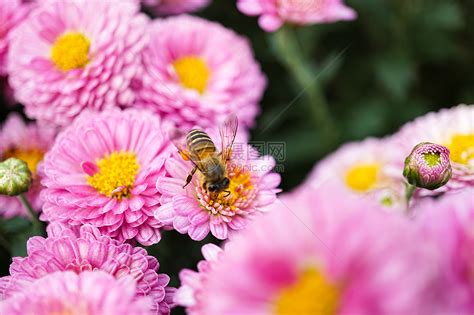 蜜蜂采花特写高清图片下载-正版图片501629411-摄图网