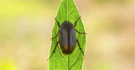 How to Get Rid of June Bugs and June Beetles