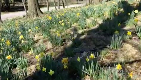 Video: See spring flowers at Daffodil Hill in Lake View Cemetery ...