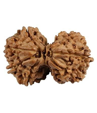 Harmonize with Gauri Shankar Rudraksha - Divine Love & Unity ...