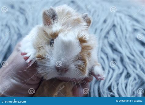 A Young Guinea Pig (Peruvian Variety) in the Hand of a Breeder. Stock ...