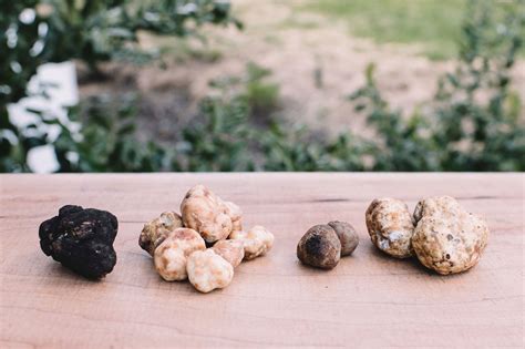 Everything You Need to Know About Oregon Truffles