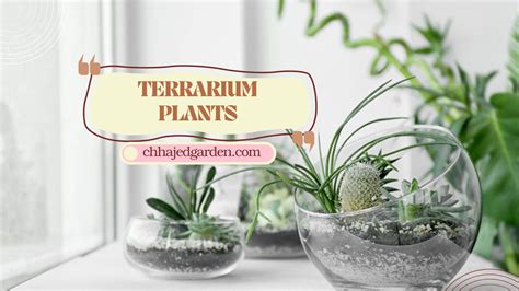 The Top 12 Terrarium Plants for Novices – ChhajedGarden.com