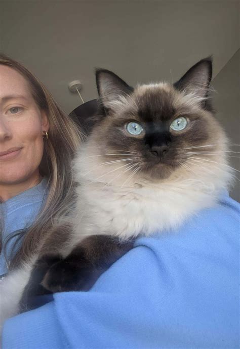 100+ Cute Names for Ragdoll Cats – Ragdoll Cat Advice