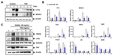 Isolation and Characterization of an Anti-Osteoporotic Compound from ...