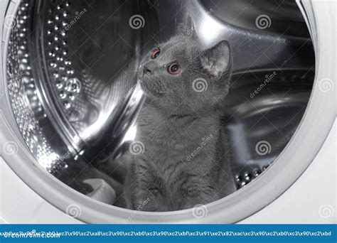Image result for Cat in Washing Machine Prank
