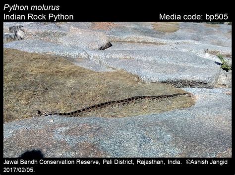 Python molurus (Linnaeus, 1758) - Indian Rock Python | Reptiles
