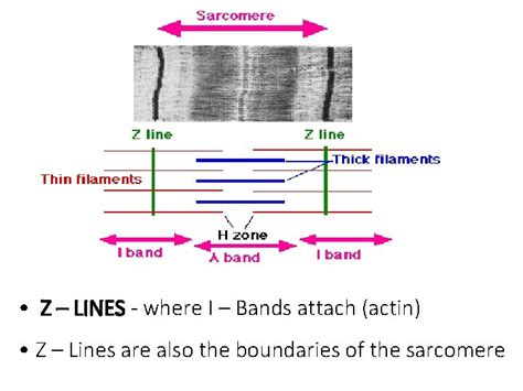 Image result for Z-Line Muscle Cell