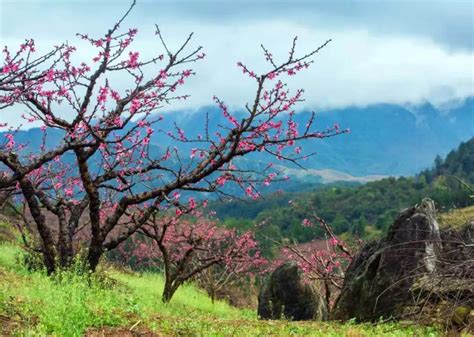 【图集】初春，来汕头巨峰寺赴一场“桃花之约”