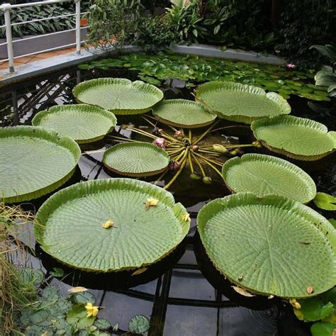 Lily Pads Plants Nymphaea 'Gloriosa' Bennetts Waterlily Plants