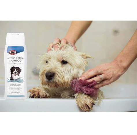 Using Normal Shampoo On Dogs at Sophie Catani blog