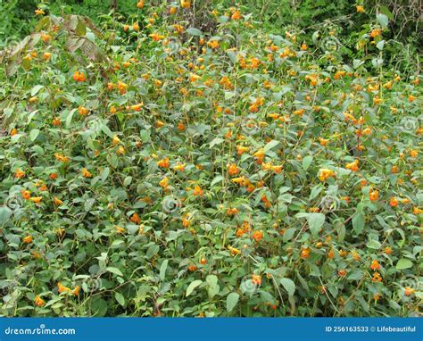 Impatiens capensis stock image. Image of vegetable, food - 256163533