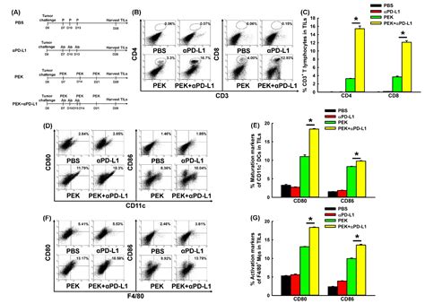 Blockade of PD-L1 Enhances Cancer Immunotherapy by Regulating Dendritic ...