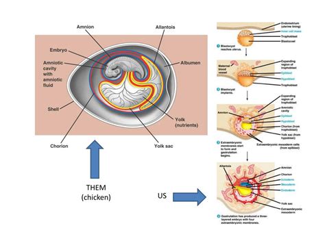 Image result for Direct Development