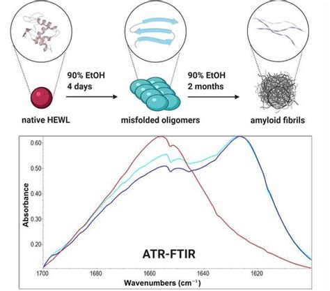 On the Protein Fibrillation Pathway: Oligomer Intermediates Detection ...