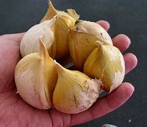 Image result for Elephant Garlic - Garlic Bulb