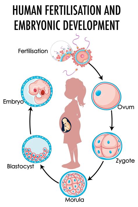 Image result for Human Fertilization Timeline