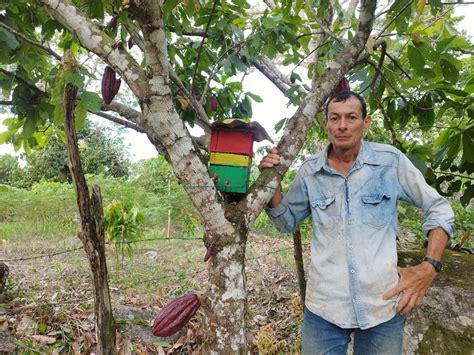 Abejas sin aguijón, grandes aliadas del sector agropecuario - TSM Noticias