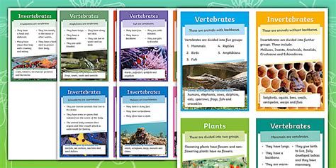 KS2 - Vertebrates and Invertebrates Cards - Science Resource