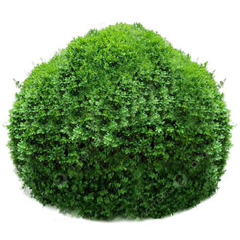 Boxwood Shrub Hedge Bush Material Elements For 3d Transparent Design ...