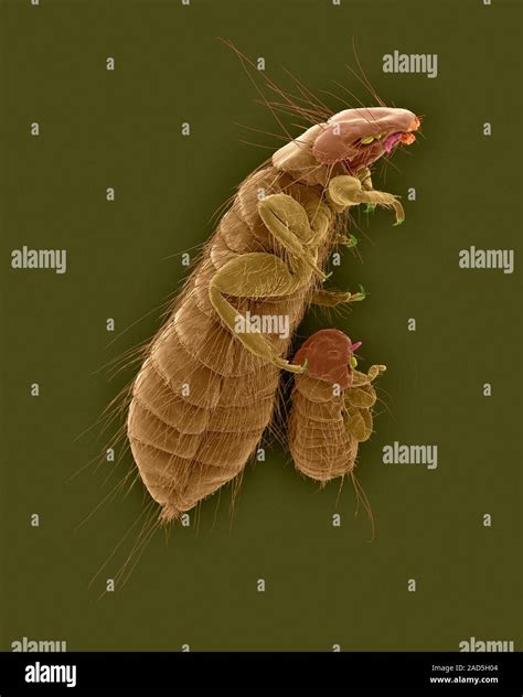 Coloured scanning electron micrograph (SEM) of Chicken body louse ...